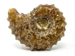 Ammonite Douvilleiceras 7.8cm | Image 2