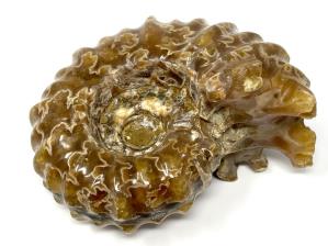Ammonite Douvilleiceras 7.8cm | Image 3