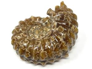 Ammonite Douvilleiceras 7.8cm | Image 4