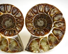 Ammonite Pair 6.3cm | Image 2