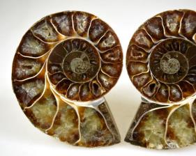 Ammonite Pair 6.3cm | Image 3