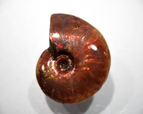 Ammonite red Iridescent 5.21cm | Image 2