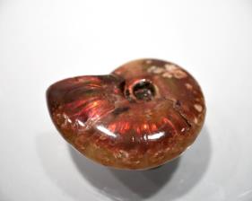 Ammonite red Iridescent 5.21cm | Image 4