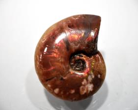 Ammonite red Iridescent 5.21cm | Image 5