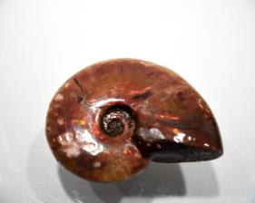 Ammonite red Iridescent 5.21cm | Image 6