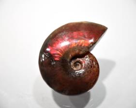 Ammonite red Iridescent 4.57cm | Image 2