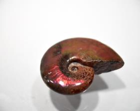 Ammonite red Iridescent 4.57cm | Image 3