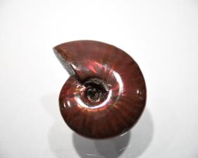 Ammonite red Iridescent 4.57cm | Image 5