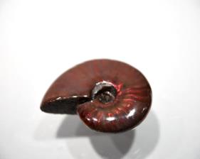 Ammonite red Iridescent 4.57cm | Image 6