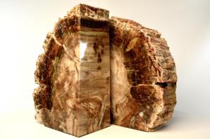 Fossil Wood Book Ends 26cm | Image 2