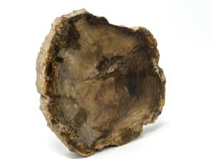 Fossilised Wood Branch End 19cm | Image 2