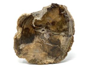 Fossilised Wood Branch End 19cm | Image 4