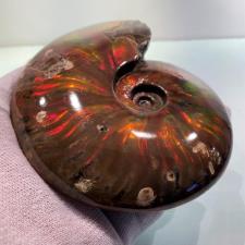 Ammonite red Iridescent 15cm | Image 7