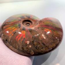 Ammonite red Iridescent 15cm | Image 6