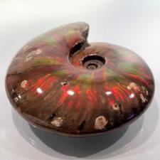 Ammonite red Iridescent 15cm | Image 2