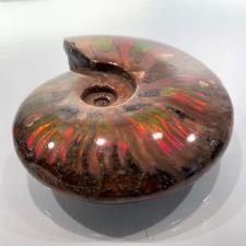 Ammonite red Iridescent 15cm | Image 3