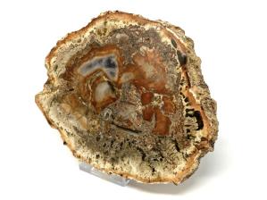 Fossilised Wood Slice 15.1cm  | Image 4