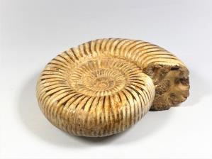Ammonite Perisphinctes 11.4cm | Image 3