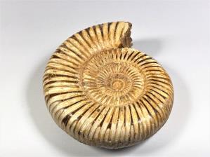 Ammonite Perisphinctes 11.4cm | Image 2