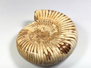 Ammonite Perisphinctes 11.4cm | Image 4