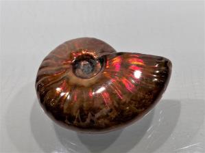 Ammonite Red Iridescent 4cm | Image 2