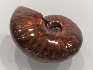 Ammonite Red Iridescent 4cm | Image 3