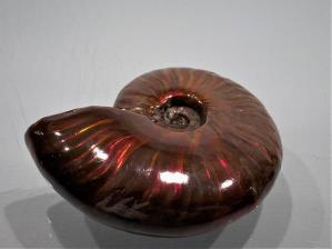 Ammonite Red Iridescent 5cm | Image 3