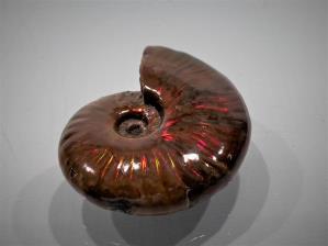 Ammonite Red Iridescent 5cm | Image 5
