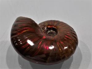 Ammonite Red Iridescent 5cm | Image 4