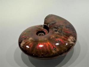 Ammonite Red Iridescent 10.1cm | Image 6