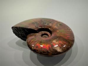 Ammonite Red Iridescent 10.1cm | Image 3