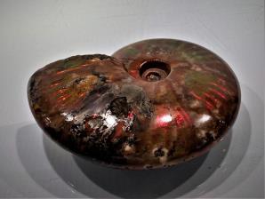 Ammonite Red Iridescent 10.1cm | Image 2