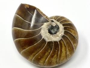 Nautilus 6.4cm | Image 2