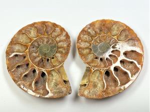 Ammonite Pair 7.4cm | Image 3