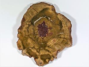 Fossilised Wood Slice 18cm | Image 3