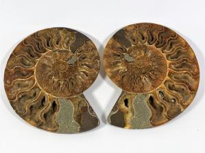 Ammonite Pair 16.1cm | Image 3