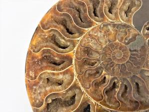 Ammonite Pair 16.1cm | Image 2