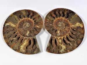 Ammonite Pair 15.5cm | Image 2