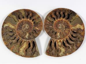 Ammonite Pair 15.5cm | Image 4