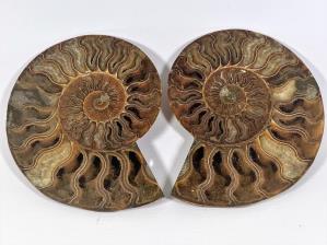 Ammonite Pair 15.8cm | Image 2