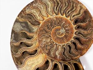 Ammonite Pair 15.8cm | Image 3