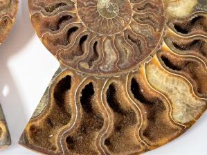 Ammonite Pair 15.8cm | Image 4