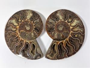 Ammonite Pair 12.5cm | Image 2