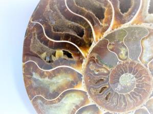 Ammonite Pair 12.5cm | Image 3