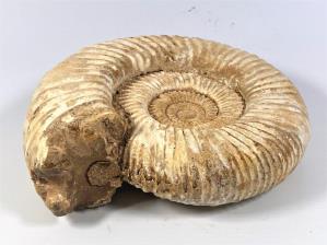 Ammonite Perisphinctes 18cm | Image 3