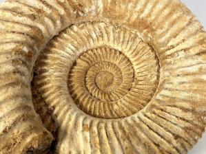 Ammonite Perisphinctes 18cm | Image 4