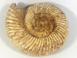Ammonite Perisphinctes 18cm | Image 5