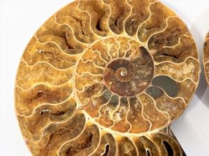 Ammonite Pair 15.1cm | Image 2