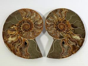 Ammonite Pair 9cm | Image 2