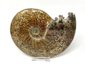 Ammonite Cleoniceras Very Large 26cm | Image 4